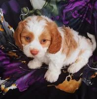 Murphy, a male Cavapoo for sale in Portland, TN – 2 of 5