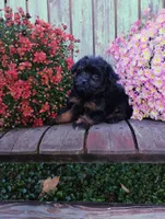 Izzie, a female Pomapoo for sale in Portland, TN – 3 of 7