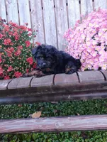 Izzie, a female Pomapoo for sale in Portland, TN – 5 of 7