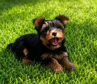 Minnie, a female Yorkshire Terrier for sale in Portland, TN – 2 of 4