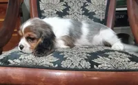 Sapphire, a male Cavalier King Charles Spaniel for sale in Portland, TN – 7 of 7