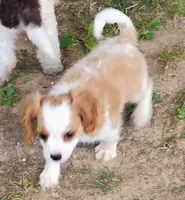 Daisy, a female Cavalier King Charles Spaniel for sale in Portland, TN – 5 of 5