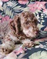 Bingo, a male Schnoodle for sale in Portland, TN – 5 of 5