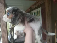 Blue-eyed Blaze, a male Cavalier King Charles Spaniel for sale in Portland, TN – 3 of 10