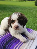 Amberlynn, a female Schnoodle for sale in Portland, TN – 7 of 7