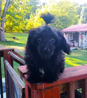 Mitzi, a female Aussiedoodle for sale in Portland, TN – 7 of 8