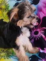 Minnie, a female Yorkshire Terrier for sale in Portland, TN – 7 of 7