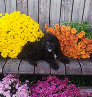 Kip, a male Poodle - Toy  for sale in Portland, TN – 4 of 4