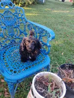 Missy, a male Aussiedoodle for sale in Portland, TN – 2 of 5