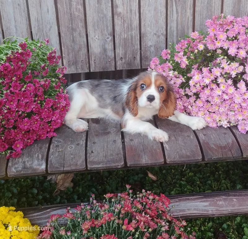 Gabrielle  – Cavalier King Charles Spaniel puppy for sale in Portland, TN