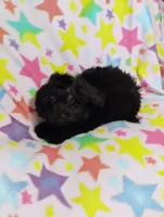 KiKi, a male Aussiedoodle for sale in Portland, TN – 2 of 5