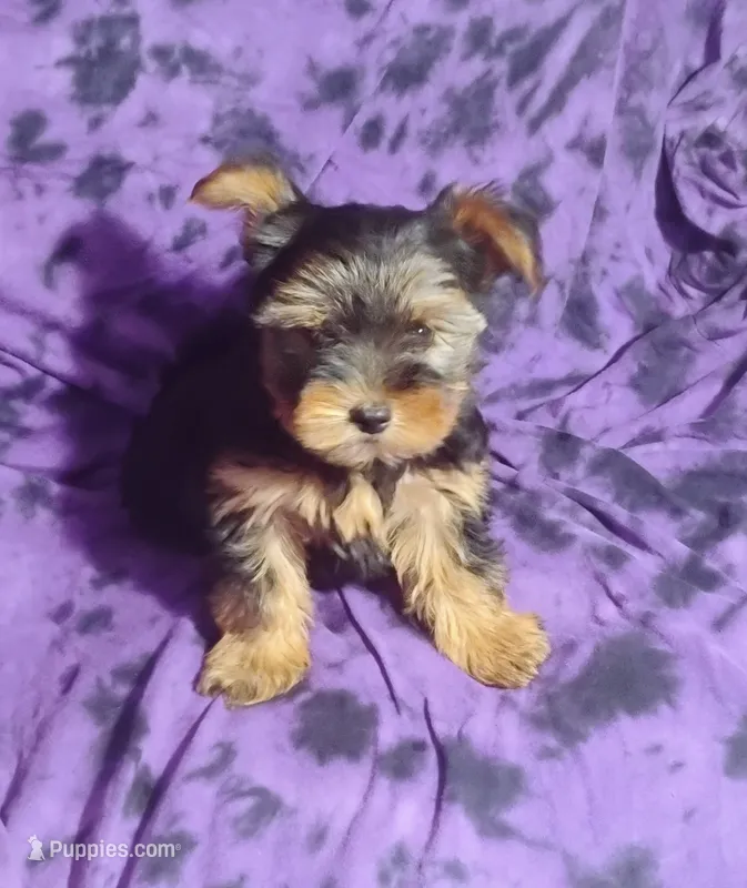 Benson – Yorkshire Terrier puppy for sale in Portland, TN