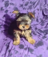 Benson, a male Yorkshire Terrier for sale in Portland, TN – 1 of 4