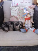 Scooter, a male Pomapoo for sale in Portland, TN – 5 of 6