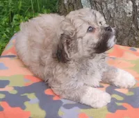 Teddy, a male Bichon Frise and Shih Tzu for sale in Portland, TN – 5 of 5