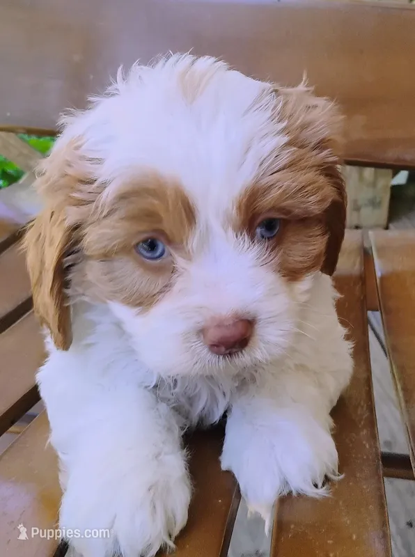 Kirby - blue eyes – Cavapoo puppy for sale in Portland, TN