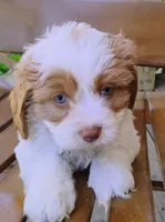Kirby - blue eyes, a male Cavapoo for sale in Portland, TN – 1 of 6