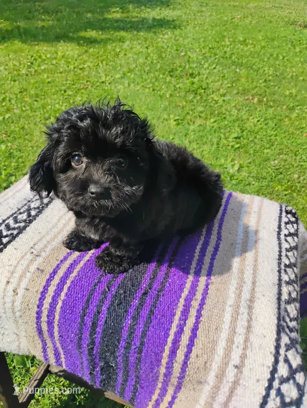 Kiki – Aussiedoodle puppy for sale in Portland, TN