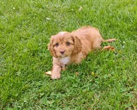 Annie, a female Cavapoo for sale in Portland, TN – 4 of 4