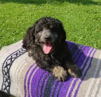 Jayjay, a male Schnoodle for sale in Portland, TN – 5 of 5