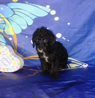 Biddy, a female Poodle - Toy  for sale in Portland, TN – 3 of 3
