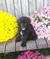 Scarlett , a female Poodle - Toy  for sale in Portland, TN – 5 of 7