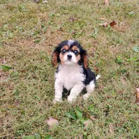 Libby , a female Cavalier King Charles Spaniel for sale in Portland, TN – 2 of 3