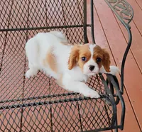 Murphy, a male Cavalier King Charles Spaniel for sale in Portland, TN – Photo 1 of 5