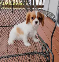 Murphy, a male Cavalier King Charles Spaniel for sale in Portland, TN – Photo 5 of 5