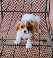 Murphy, a male Cavalier King Charles Spaniel for sale in Portland, TN – Photo 3 of 5