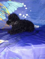 Minnie, a female Poodle - Toy  for sale in Portland, TN – 5 of 5