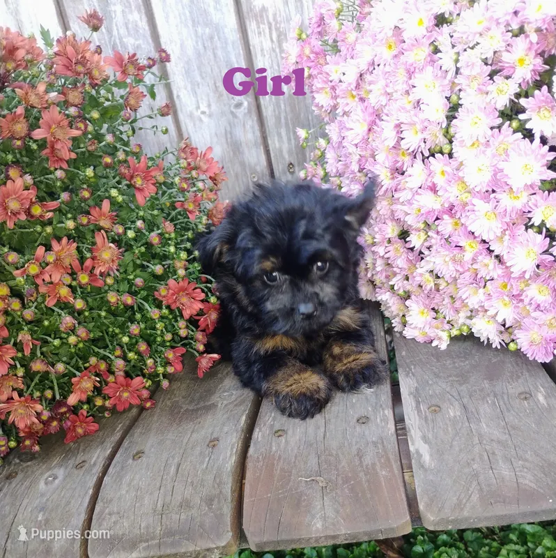Izzie – Pomapoo puppy for sale in Portland, TN