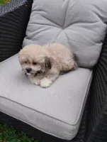 Teddy, a male Bichon Frise and Shih Tzu for sale in Portland, TN – 5 of 7