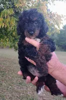 Benji, a male Poodle - Toy  for sale in Portland, TN – 4 of 6