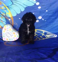 Biddy, a female Poodle - Toy  for sale in Portland, TN – 2 of 3