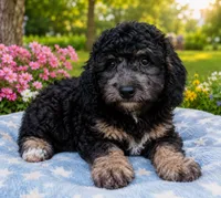 Jayjay, a male Schnoodle for sale in Portland, TN – 3 of 5