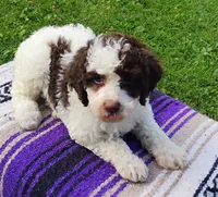 Amberlynn, a female Schnoodle for sale in Portland, TN – 6 of 7
