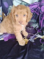 Cooper, a male Cavapoo for sale in Portland, TN – 3 of 3