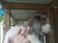 Blue-eyed Blaze, a male Cavalier King Charles Spaniel for sale in Portland, TN – 4 of 10