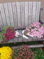 Gabrielle , a female Cavalier King Charles Spaniel for sale in Portland, TN – 4 of 4