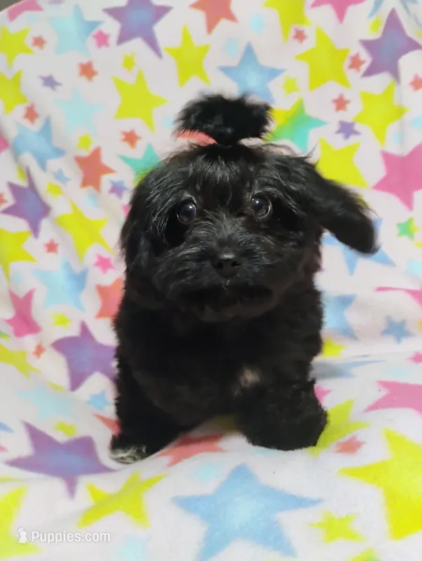 KiKi – Aussiedoodle puppy for sale in Portland, TN