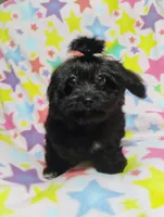 KiKi, a male Aussiedoodle for sale in Portland, TN – 1 of 5
