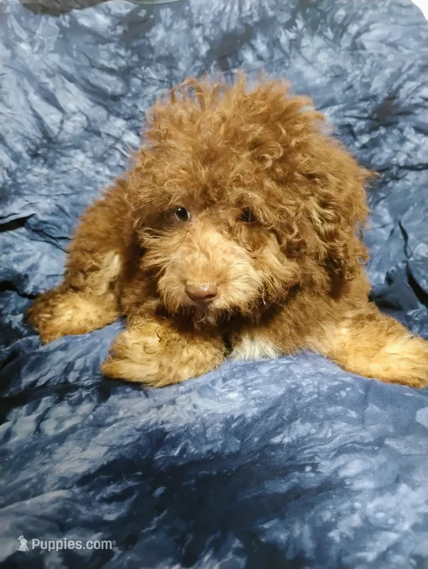 Carter – Schnoodle puppy for sale in Portland, TN