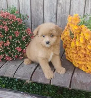 Cooter, a male Pomapoo for sale in Portland, TN – 3 of 6