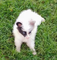 Teacup Ophelia , a female Pomeranian for sale in Portland, TN – 3 of 7