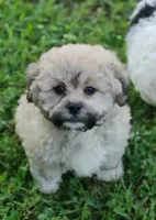 Teddy, a male Bichon Frise and Shih Tzu for sale in Portland, TN – 3 of 5