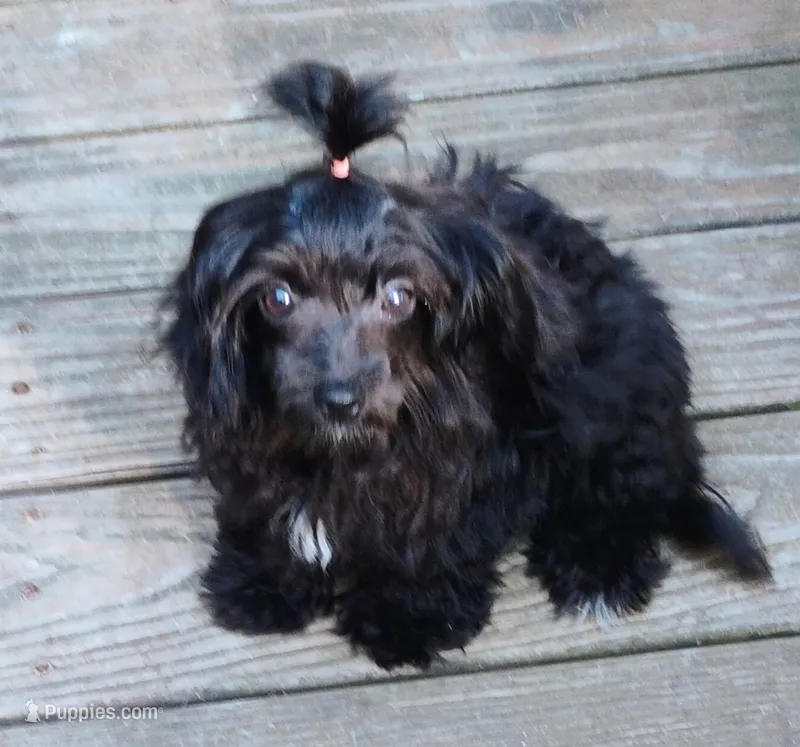 Missy – Aussiedoodle puppy for sale in Portland, TN