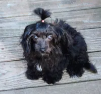 Missy, a male Aussiedoodle for sale in Portland, TN – 1 of 5