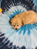 Teddy, a male Bichon Frise and Shih Tzu for sale in Portland, TN – 6 of 7