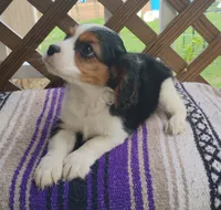 Rose, a female Cavalier King Charles Spaniel for sale in Portland, TN – 6 of 6